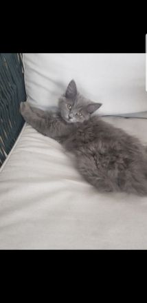 12 Wochen alte Katzen mix bkh bkh zu verkaufen männlich