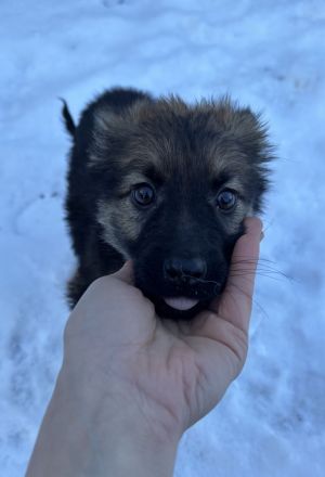 Schäferhund / Australien Shepherd Welpen