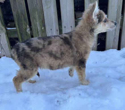 Schäferhund / Australien Shepherd Welpen