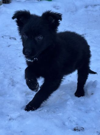 Schäferhund / Australien Shepherd Welpen