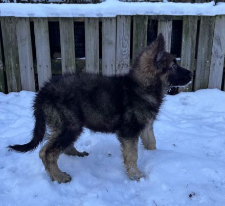 Schäferhund / Australien Shepherd Welpen