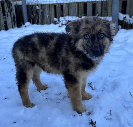 Schäferhund / Australien Shepherd Welpen