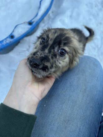 Schäferhund / Australien Shepherd Welpen