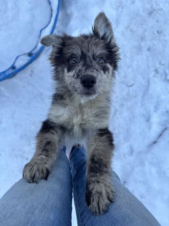 Schäferhund / Australien Shepherd Welpen