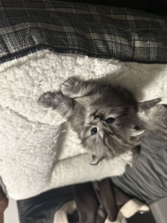 Wunderschöner reinrassiger BLH Kater