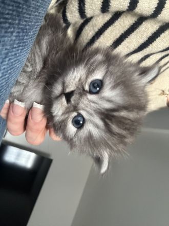 Wunderschöner reinrassiger BLH Kater