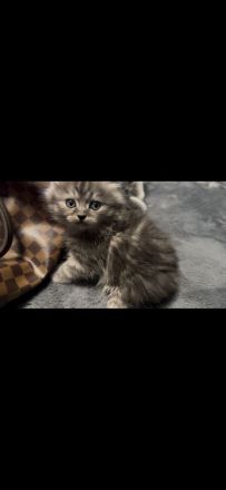 Wunderschöner reinrassiger BLH Kater