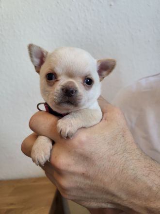Chihuahua Welpen, nur noch 4 frei
