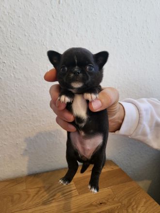 Chihuahua Welpen, nur noch 4 frei