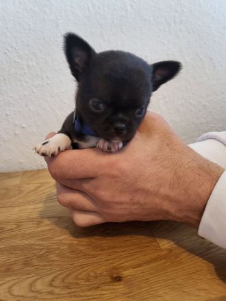Chihuahua Welpen, nur noch 4 frei