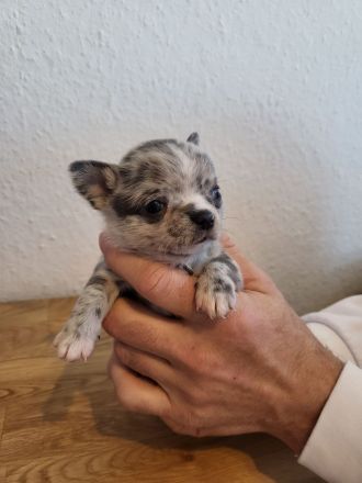 Chihuahua Welpen, nur noch 4 frei
