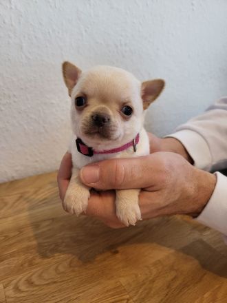 Chihuahua Welpen, nur noch 4 frei