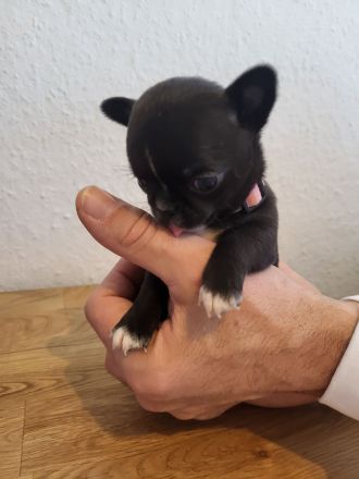 Chihuahua Welpen, nur noch 4 frei