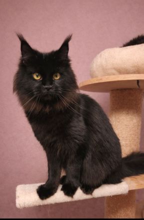 =^..^=Wunderschönes junges Maine Coon Mädchen BLACK mit Stammbaum aus seriöser Zucht =^..^=