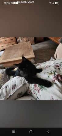 =^..^=Wunderschönes junges Maine Coon Mädchen BLACK mit Stammbaum aus seriöser Zucht =^..^=