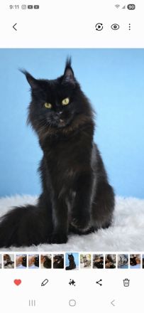 =^..^=Sehr typvolles junges Maine Coon Mädchen BLACK mit Stammbaum aus seriöser Zucht =^..^=