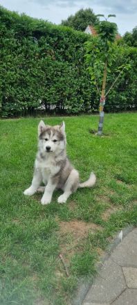 Von der Goldenen Burg