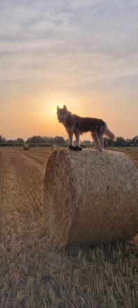 Von der Goldenen Burg