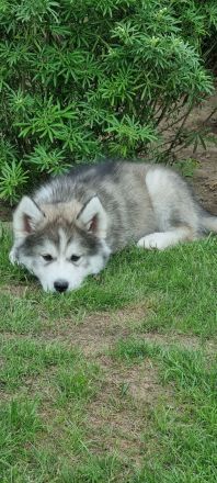 Von der Goldenen Burg