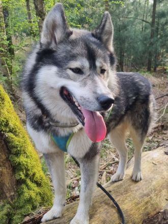 Von der Goldenen Burg