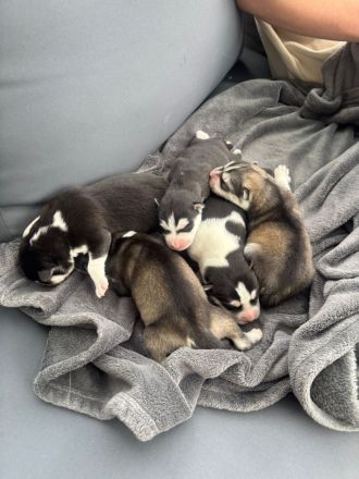 Von der Goldenen Burg