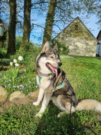 Von der Goldenen Burg