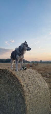 Von der Goldenen Burg