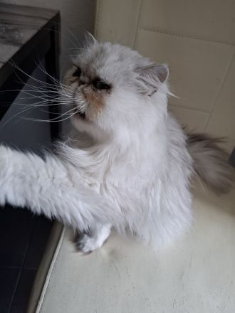 🐾 Liebevolles Zuhause gesucht für ruhige Perserkatze (4 Jahre) 🐾