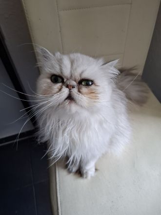 🐾 Liebevolles Zuhause gesucht für ruhige Perserkatze (4 Jahre) 🐾