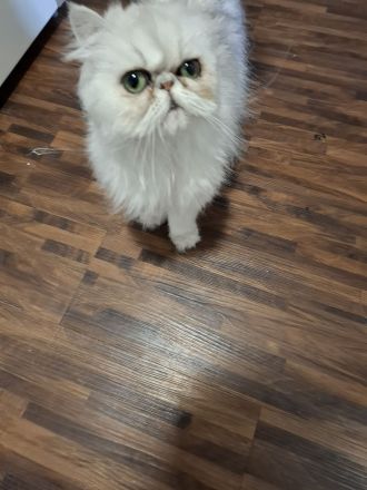 🐾 Liebevolles Zuhause gesucht für ruhige Perserkatze (4 Jahre) 🐾