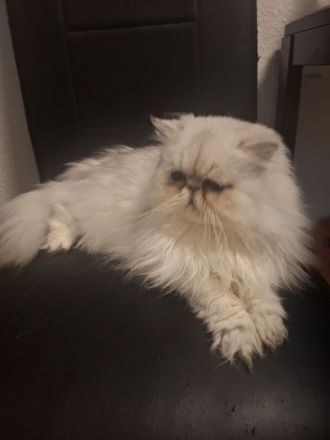 🐾 Liebevolles Zuhause gesucht für ruhige Perserkatze (4 Jahre) 🐾