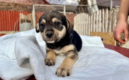 Kleine Hundeseele Merle sucht Rettung