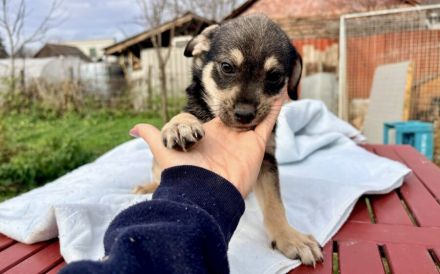 Kleine Hundeseele Merle sucht Rettung