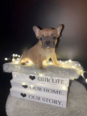 Reinrassige Französische Bulldoggen Welpen suchen ein Wunderschönes Zuhause