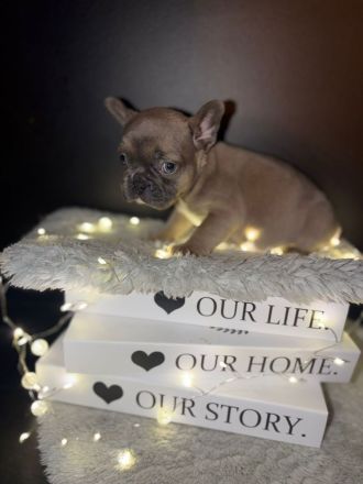 Reinrassige Französische Bulldoggen Welpen suchen ein Wunderschönes Zuhause