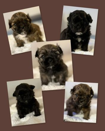 Shih Tzu/Bolonka Welpen