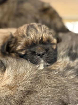 Shih Tzu/Bolonka Welpen