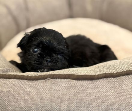 Shih Tzu/Bolonka Welpen