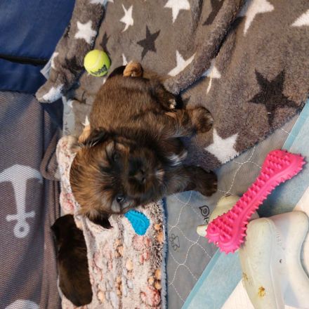 Shih Tzu/Bolonka Welpen
