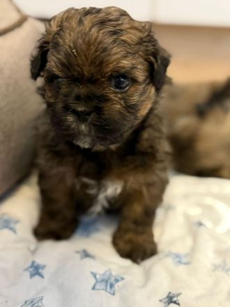 Shih Tzu/Bolonka Welpen