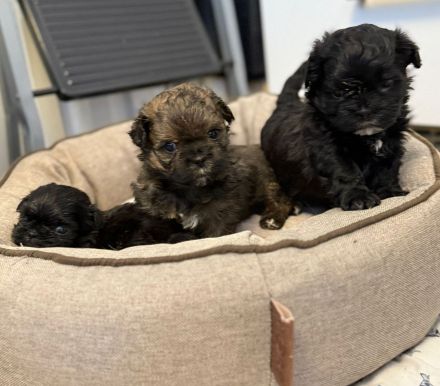 Shih Tzu/Bolonka Welpen
