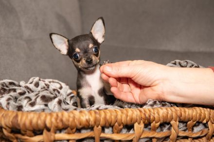 Chihuahua Welpen