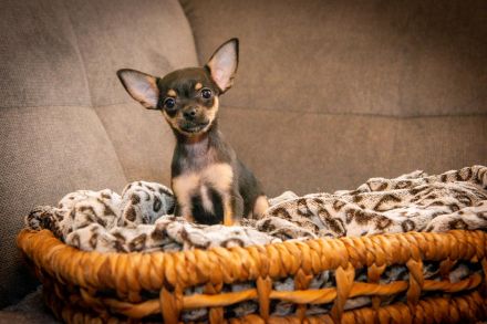 Chihuahua Welpen
