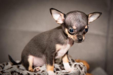 Chihuahua Welpen