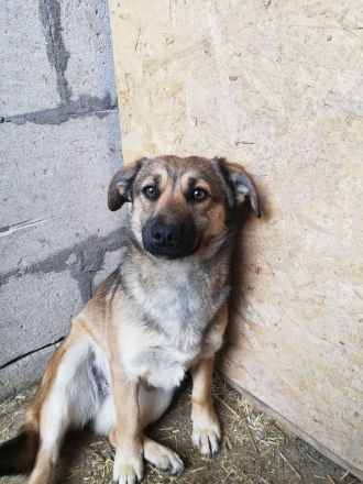 Kira, lieb und verspielt
