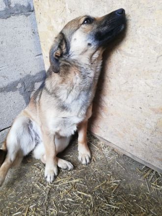 Kira, lieb und verspielt