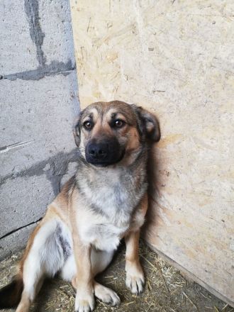 Kira, lieb und verspielt