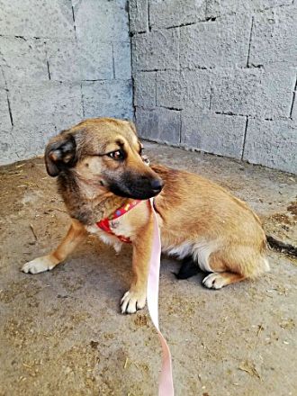 Kira, lieb und verspielt