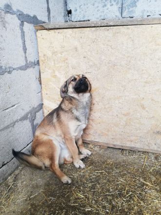 Kira, lieb und verspielt