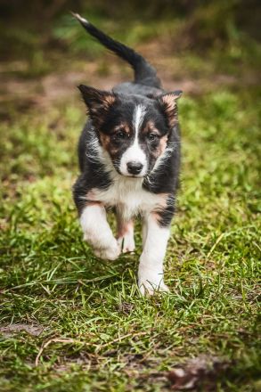 Border Collie Welpen
